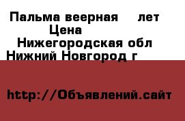 Пальма веерная 11 лет › Цена ­ 1 500 - Нижегородская обл., Нижний Новгород г.  »    